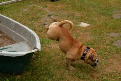 Bulldog-Bogeys MITCH zu Besuch am 12. Juni 2018