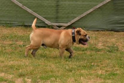 Bulldog-Bogeys MITCH zu Besuch am 12. Juni 2018