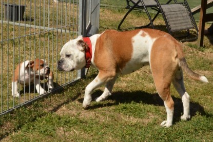 Seeblickbulls ICKE PHOEBE zu Besuch am 6. Juli 2018