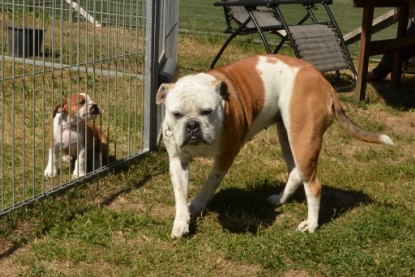 Seeblickbulls ICKE PHOEBE zu Besuch am 6. Juli 2018