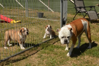 Seeblickbulls ICKE PHOEBE zu Besuch am 6. Juli 2018