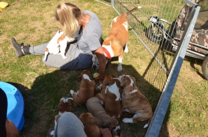 Seeblickbulls ICKE PHOEBE zu Besuch am 6. Juli 2018