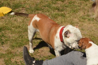 Seeblickbulls ICKE PHOEBE zu Besuch am 6. Juli 2018