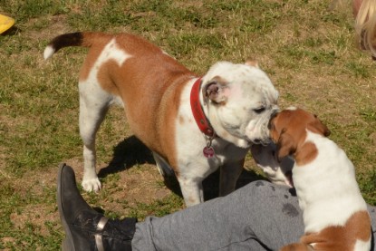 Seeblickbulls ICKE PHOEBE zu Besuch am 6. Juli 2018