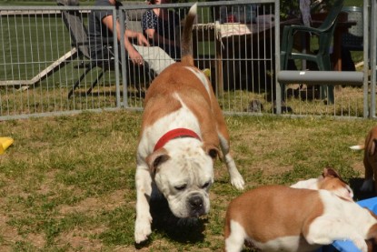 Seeblickbulls ICKE PHOEBE zu Besuch am 6. Juli 2018