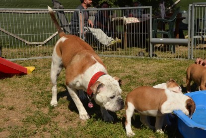 Seeblickbulls ICKE PHOEBE zu Besuch am 6. Juli 2018