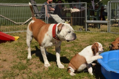 Seeblickbulls ICKE PHOEBE zu Besuch am 6. Juli 2018