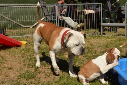 Seeblickbulls ICKE PHOEBE zu Besuch am 6. Juli 2018