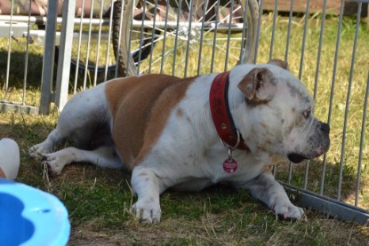 Seeblickbulls ICKE PHOEBE zu Besuch am 6. Juli 2018