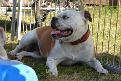 Seeblickbulls ICKE PHOEBE zu Besuch am 6. Juli 2018