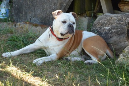 Seeblickbulls ICKE PHOEBE zu Besuch am 6. Juli 2018