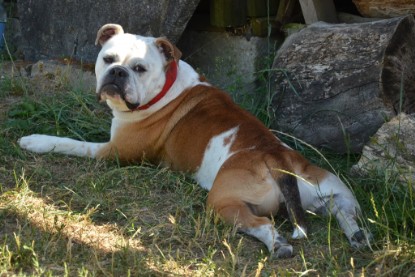 Seeblickbulls ICKE PHOEBE zu Besuch am 6. Juli 2018