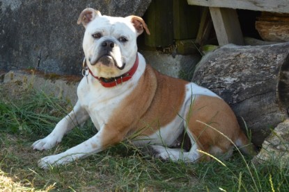 Seeblickbulls ICKE PHOEBE zu Besuch am 6. Juli 2018