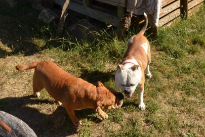 Seeblickbulls ICKE PHOEBE zu Besuch am 6. Juli 2018