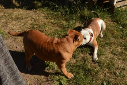 Seeblickbulls ICKE PHOEBE zu Besuch am 6. Juli 2018