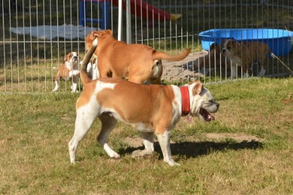 Seeblickbulls ICKE PHOEBE zu Besuch am 6. Juli 2018