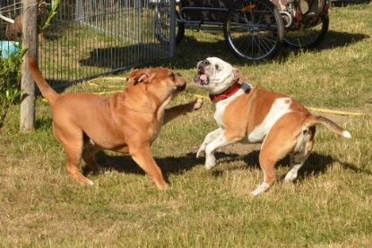 Seeblickbulls ICKE PHOEBE zu Besuch am 6. Juli 2018