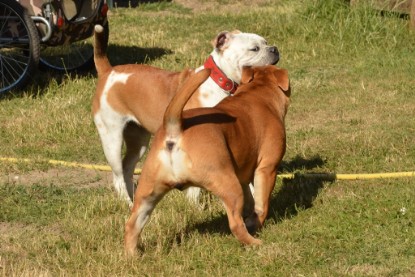 Seeblickbulls ICKE PHOEBE zu Besuch am 6. Juli 2018