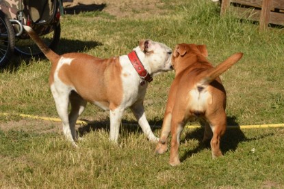 Seeblickbulls ICKE PHOEBE zu Besuch am 6. Juli 2018