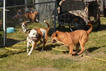 Seeblickbulls ICKE PHOEBE zu Besuch am 6. Juli 2018