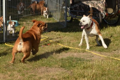 Seeblickbulls ICKE PHOEBE zu Besuch am 6. Juli 2018