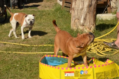 Seeblickbulls ICKE PHOEBE zu Besuch am 6. Juli 2018