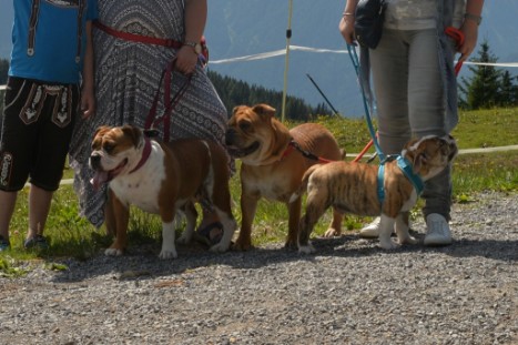 mit Seeblickbulls JOSEFINE, LIESBETH und MORTIMER eine Woche Tirol in Österreich