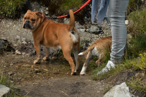 mit Seeblickbulls JOSEFINE, LIESBETH und MORTIMER eine Woche Tirol in Österreich