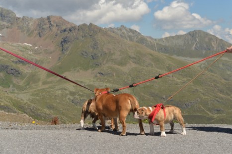 mit Seeblickbulls JOSEFINE, LIESBETH und MORTIMER eine Woche Tirol in Österreich