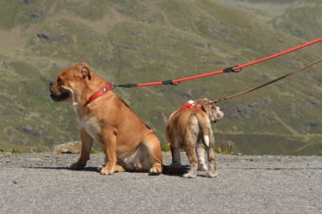 mit Seeblickbulls JOSEFINE, LIESBETH und MORTIMER eine Woche Tirol in Österreich