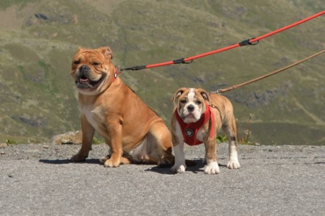 mit Seeblickbulls JOSEFINE, LIESBETH und MORTIMER eine Woche Tirol in Österreich