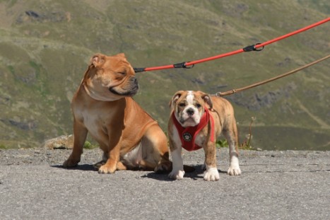 mit Seeblickbulls JOSEFINE, LIESBETH und MORTIMER eine Woche Tirol in Österreich