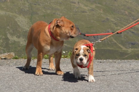 mit Seeblickbulls JOSEFINE, LIESBETH und MORTIMER eine Woche Tirol in Österreich