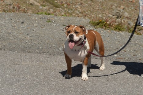 mit Seeblickbulls JOSEFINE, LIESBETH und MORTIMER eine Woche Tirol in Österreich