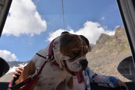 mit Seeblickbulls JOSEFINE, LIESBETH und MORTIMER eine Woche Tirol in Österreich