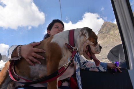 mit Seeblickbulls JOSEFINE, LIESBETH und MORTIMER eine Woche Tirol in Österreich