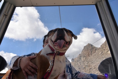 mit Seeblickbulls JOSEFINE, LIESBETH und MORTIMER eine Woche Tirol in Österreich