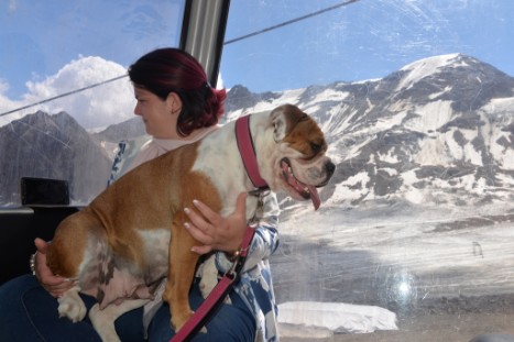 mit Seeblickbulls JOSEFINE, LIESBETH und MORTIMER eine Woche Tirol in Österreich