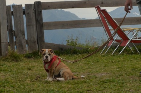 mit Seeblickbulls JOSEFINE, LIESBETH und MORTIMER eine Woche Tirol in Österreich