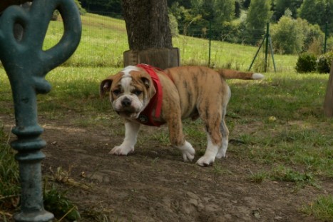 mit Seeblickbulls JOSEFINE, LIESBETH und MORTIMER eine Woche Tirol in Österreich