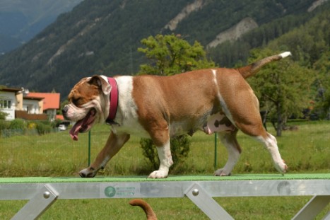 mit Seeblickbulls JOSEFINE, LIESBETH und MORTIMER eine Woche Tirol in Österreich