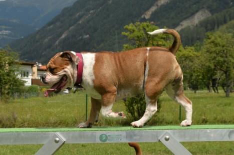 mit Seeblickbulls JOSEFINE, LIESBETH und MORTIMER eine Woche Tirol in Österreich