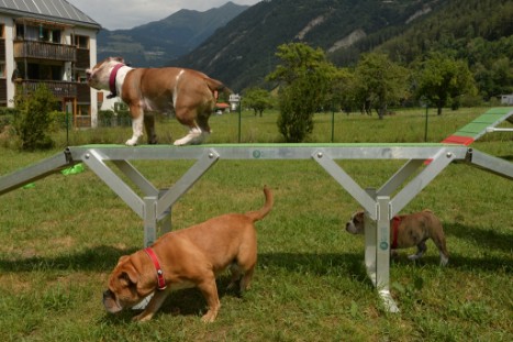 mit Seeblickbulls JOSEFINE, LIESBETH und MORTIMER eine Woche Tirol in Österreich