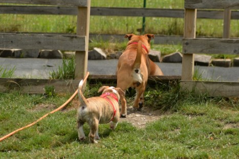 mit Seeblickbulls JOSEFINE, LIESBETH und MORTIMER eine Woche Tirol in Österreich