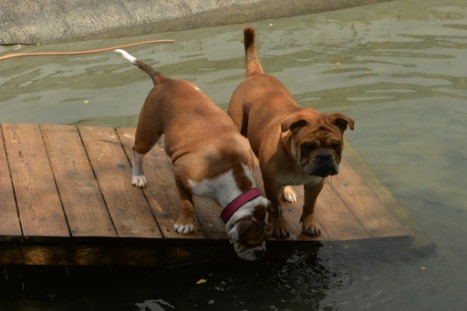 mit Seeblickbulls JOSEFINE, LIESBETH und MORTIMER eine Woche Tirol in Österreich