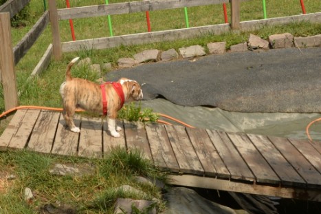 mit Seeblickbulls JOSEFINE, LIESBETH und MORTIMER eine Woche Tirol in Österreich