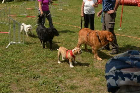 mit Seeblickbulls JOSEFINE, LIESBETH und MORTIMER eine Woche Tirol in Österreich