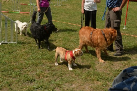 mit Seeblickbulls JOSEFINE, LIESBETH und MORTIMER eine Woche Tirol in Österreich