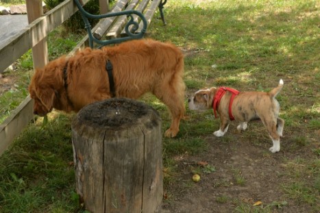 mit Seeblickbulls JOSEFINE, LIESBETH und MORTIMER eine Woche Tirol in Österreich