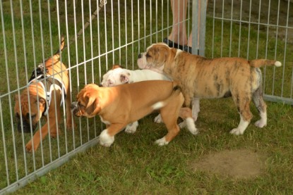 Windy Cottage Bulldogs Egon zu Besuch